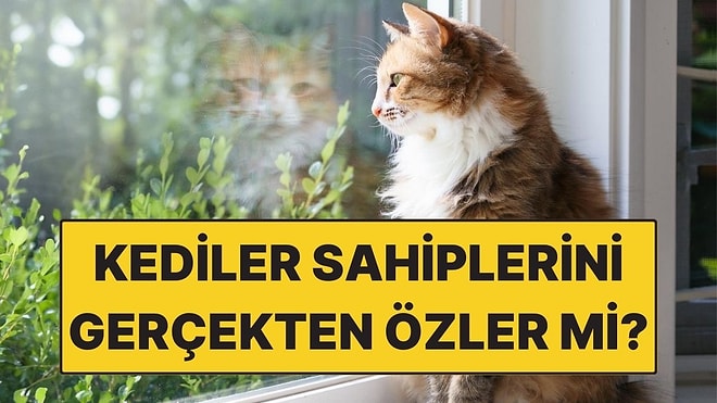 Kediler Sahiplerini Gerçekten Özler mi? Cevabı Yüreğinizi Burkacak