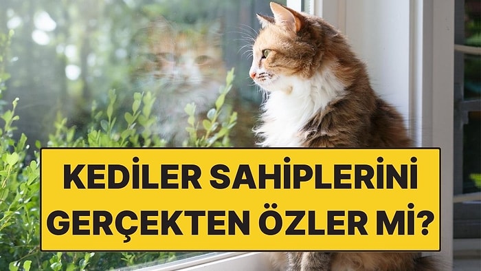 Kediler Sahiplerini Gerçekten Özler mi? Cevabı Yüreğinizi Burkacak