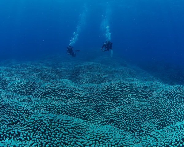 Keşif, Citizens of the Reef adlı gönüllü ağın yürüttüğü "Great Reef Census" kapsamında gerçekleşti.