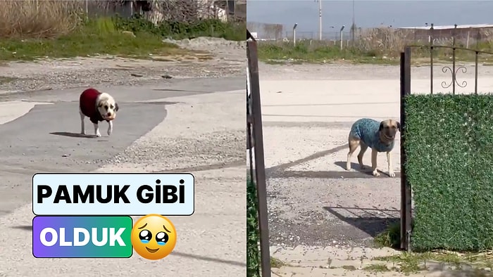 Mahallenin Köpekleri İçin Hırka Ören Düşünceli Vatandaşlar Soğuk Günlerde İçimizi Isıttı