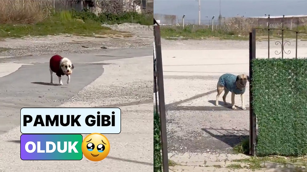 Mahallenin Köpekleri İçin Hırka Ören Düşünceli Vatandaşlar Soğuk Günlerde İçimizi Isıttı