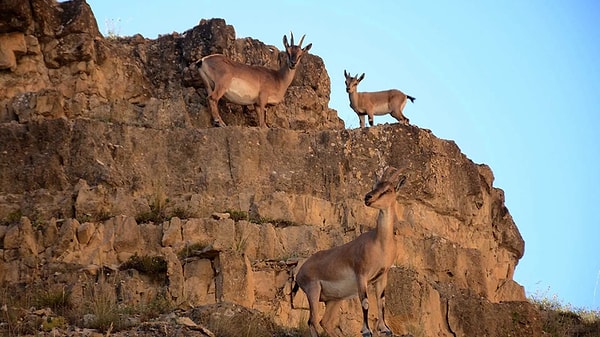 Niğde'de bir kişi suç üstü yakalandı.