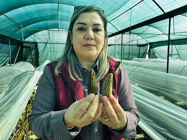 Mantarlar ekonomik değerleri ve geniş üretim yelpazeleri ile dikkat çekiyor.