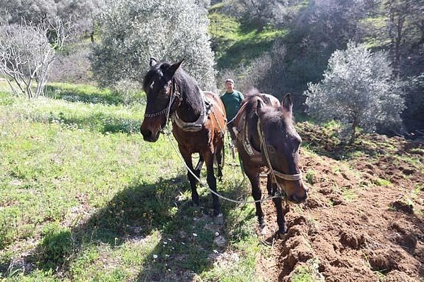 Modern tarıma karşı geleneksel direniş devam ediyor