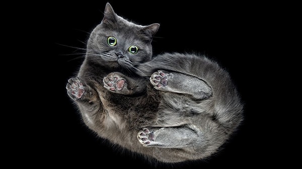 Kedilerin düşerken dönme yeteneği aslında yüzyılı aşkın süredir bilim dünyasını meşgul ediyor.