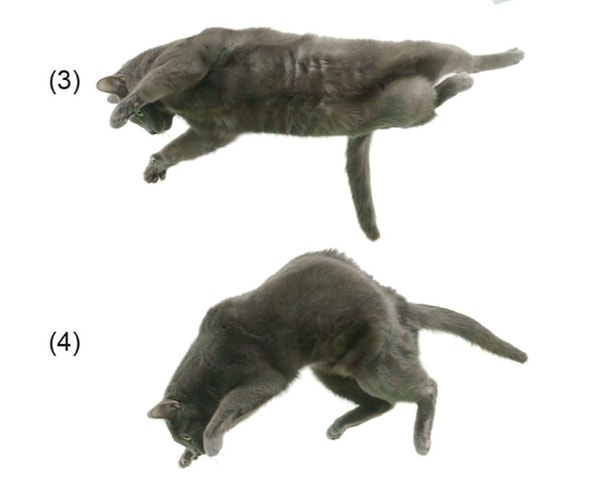 Kedilerin havada dönüş hareketi aslında iki aşamada gerçekleşiyor.