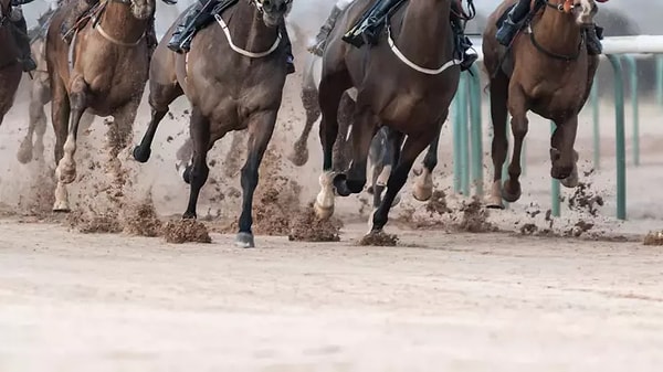 İngiliz yarış atı olduğu tespit edildi.
