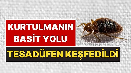 Tahtakurularından Kurtulmanın Basit Yolu Yanlışlıkla Keşfedildi
