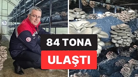 Samsun’un Çarşamba İlçesinde İstiridye Mantarı Üretimi Yeni Gelir Kapısı Oluşturdu