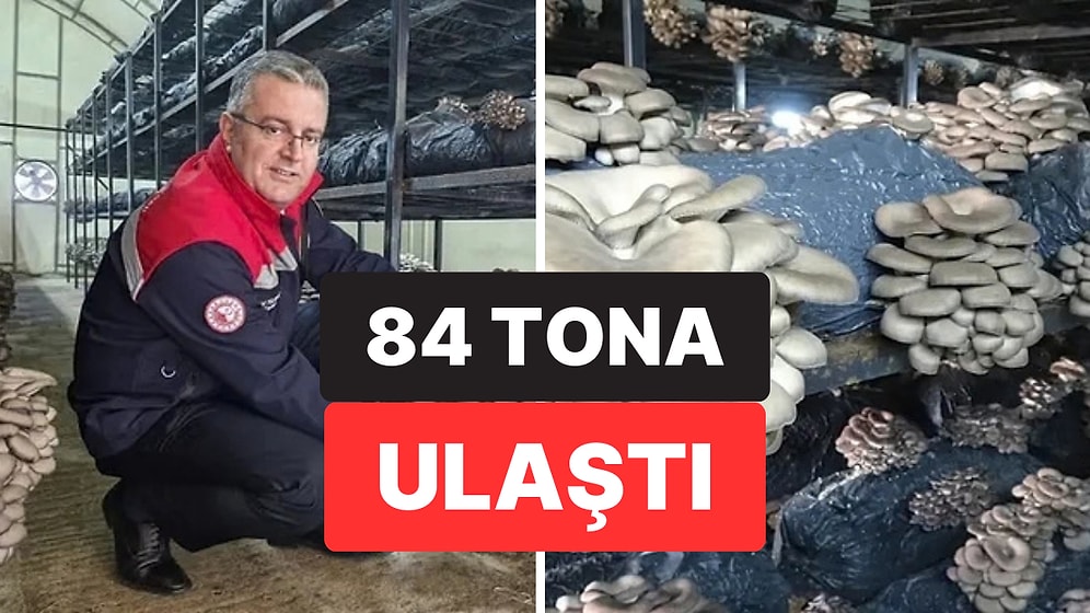 Samsun’un Çarşamba İlçesinde İstiridye Mantarı Üretimi Yeni Gelir Kapısı Oluşturdu