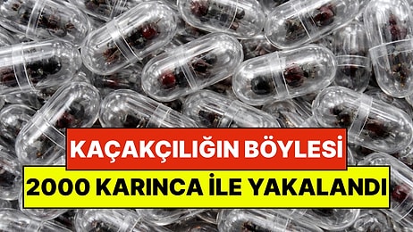 Kaçakçılığın Böylesi: Hava Alanında 2000 Tane Kraliçe Karıncayla Yakalandı