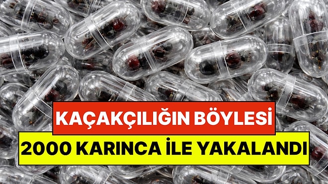 Kaçakçılığın Böylesi: Hava Alanında 2000 Tane Kraliçe Karıncayla Yakalandı