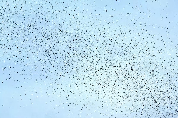 Lübnan ordusu acil açıklama yayımladı: “QR kodlarını sakın okutmayın.”