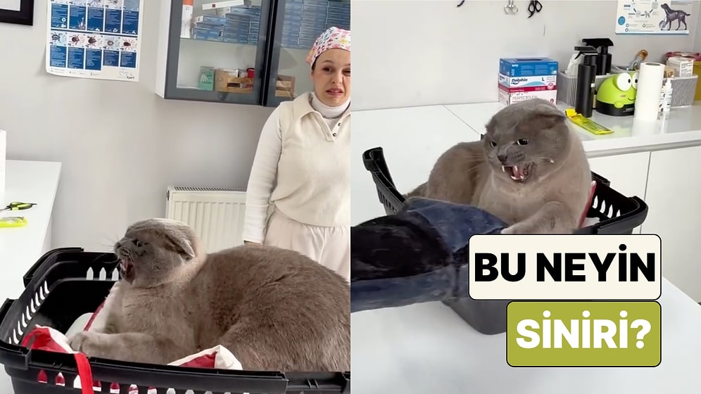 Bir Veteriner Muayene Etmeye Çalıştığı Kedinin Saldırganlığı Karşısında Ne Yapacağını Bilemedi