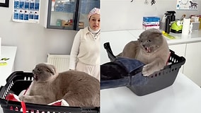 Veterinarian At A Loss For Words And Actions When Faced With An Unexpectedly Aggressive Cat During Exam