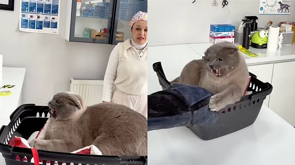 Veterinarian At A Loss For Words And Actions When Faced With An Unexpectedly Aggressive Cat During Exam