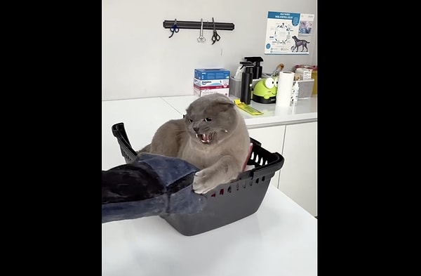 So, what could possibly make a cat this furious?