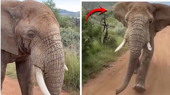 A Content Creator on a Safari Tour Captured an Elephant Attack Second by Second