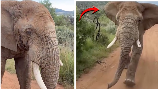 A Content Creator on a Safari Tour Captured an Elephant Attack Second by Second
