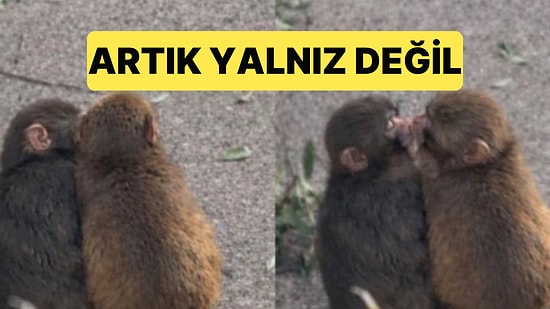 Yalnızlığı ve Dışlanmışlığı ile Hepimizi Kahreden Punch Aşkı Buldu
