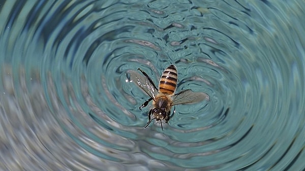 Her şey 2024’te yapılan şaşırtıcı gözlemle başladı