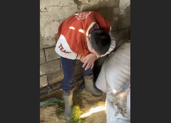 So, what are the dangers of a mouse bite?