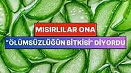 Mısırlıların "Ölümsüzlüğün Bitkisi" Dediği Aloe Vera'nın Vücudumuzdaki 11 İnanılmaz Etkisi
