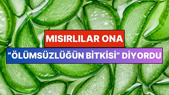 Mısırlıların "Ölümsüzlüğün Bitkisi" Dediği Aloe Vera'nın Vücudumuzdaki 11 İnanılmaz Etkisi