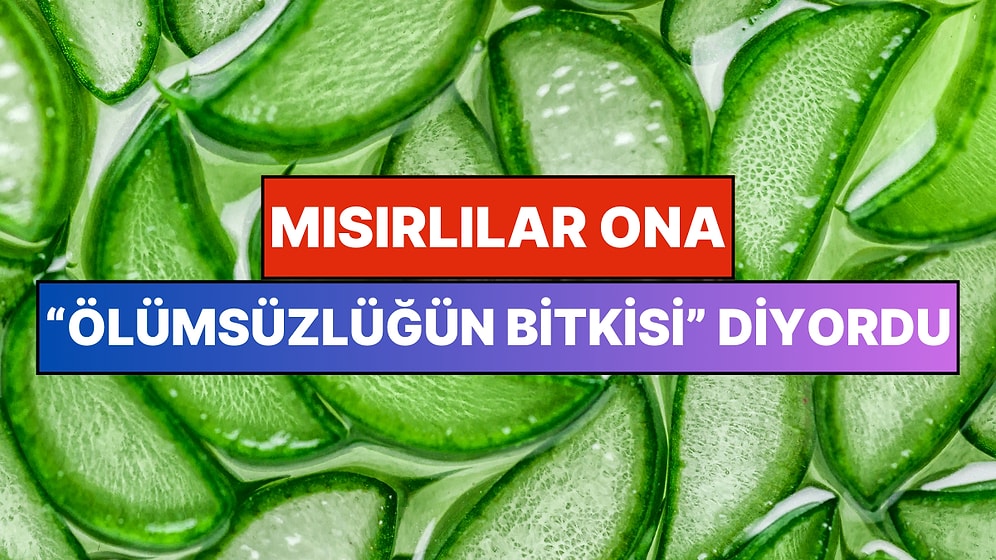 Mısırlıların "Ölümsüzlüğün Bitkisi" Dediği Aloe Vera'nın Vücudumuzdaki 11 İnanılmaz Etkisi