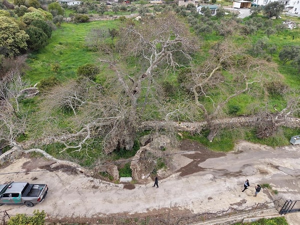 Çevresinde tarihi bir su kuyusunun da bulunduğu bildirilen ağacın, yaşı ve sağlık durumunun tespiti için detaylı çalışma başlatıldı. Yürütülen çalışmalar sonucunda, ağacın "Anıt Ağaç" statüsüne alınıp alınmayacağına karar verilecek.