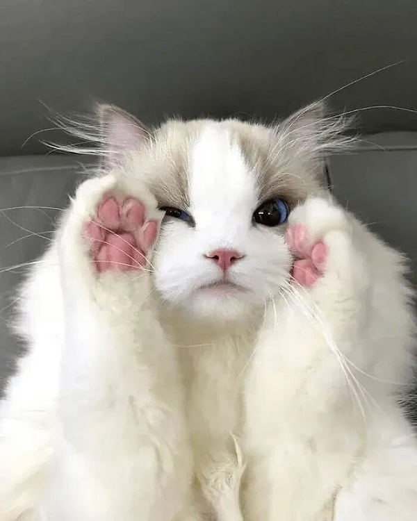 3. Bu tatlılığa 10 yaş mama feda olsun...