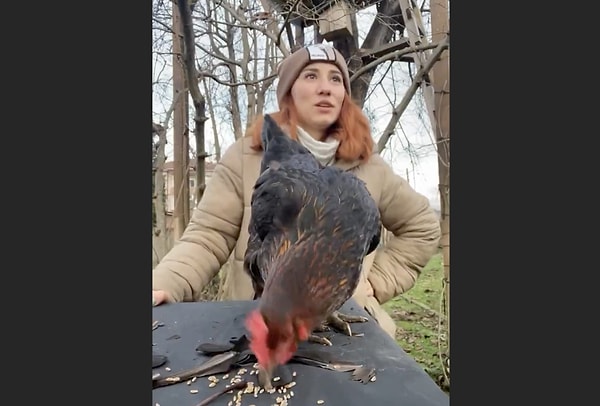 Bu işlem tavuğa bir zarar vermiyor fakat dikkat edilmesi gereken bazı noktalar var?