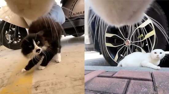 The Moment a Tiny Predator Dominates the Neighborhood Cats and Rules the Streets Like a Real Boss