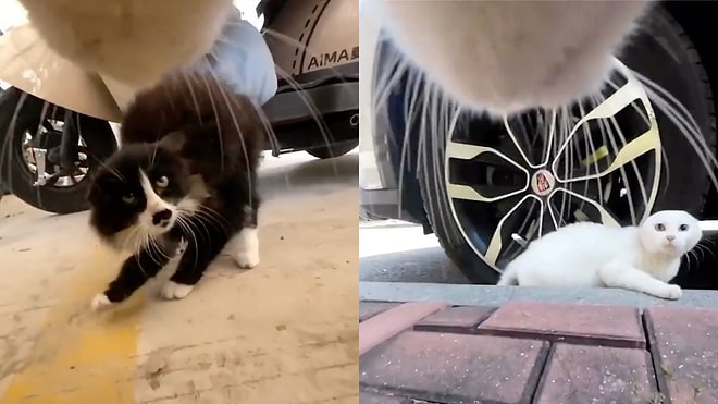 The Moment a Tiny Predator Dominates the Neighborhood Cats and Rules the Streets Like a Real Boss