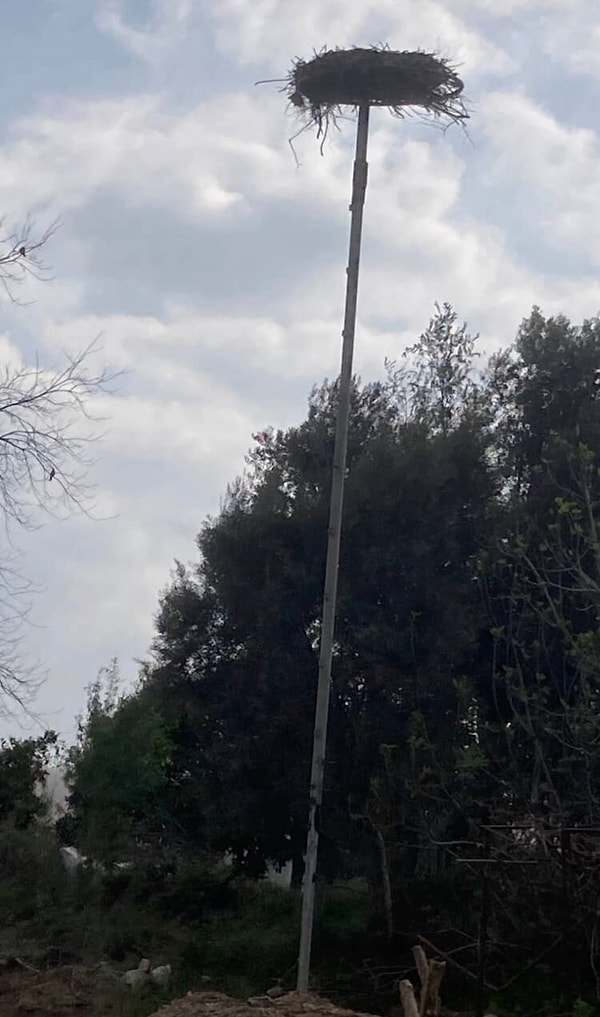 Ancak Alper Tüydeş, geçtiğimiz günlerde Antalya'da bir leylek yuvasının muhtar ve imamın istememesi sebebiyle bir leylek yuvasının yıkıldığını duyurdu.