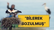 İmam ve Muhtar Yuvayı İstemedi: Alper Tüydeş, Antalya'daki Leylek Yuvası İçin Çağrıda Bulundu
