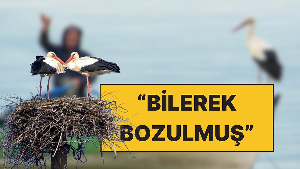 İmam ve Muhtar Yuvayı İstemedi: Alper Tüydeş, Antalya'daki Leylek Yuvası İçin Çağrıda Bulundu