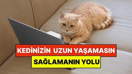 Uzmanlar Açıkladı: Kedinizin Daha Uzun Yaşamasının Basit Bir Yolu Var