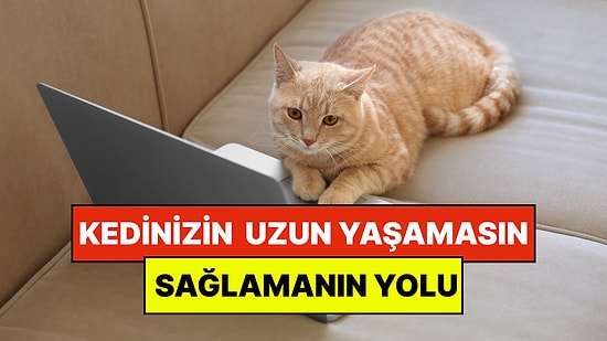 Uzmanlar Açıkladı: Kedinizin Daha Uzun Yaşamasının Basit Bir Yolu Var