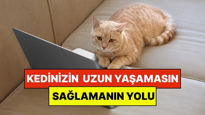 Uzmanlar Açıkladı: Kedinizin Daha Uzun Yaşamasının Basit Bir Yolu Var