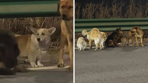 Kamyondan kaçan köpekler 17 kilometrelik yolu birlikte yürüdü