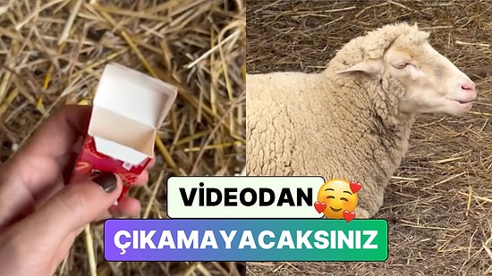 Bildiğiniz Bütün Sakız Reklamlarını Unutun: Bir Kadın Çiftliğindeki Koyunlarla Harika Bir Sakız Reklamı Çekti
