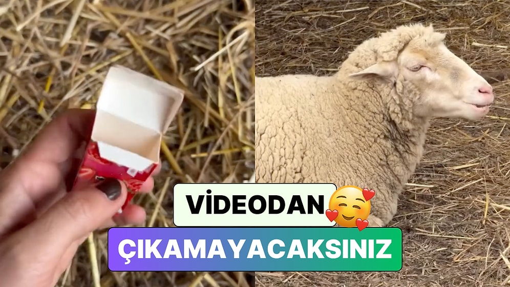 Bildiğiniz Bütün Sakız Reklamlarını Unutun: Bir Kadın Çiftliğindeki Koyunlarla Harika Bir Sakız Reklamı Çekti