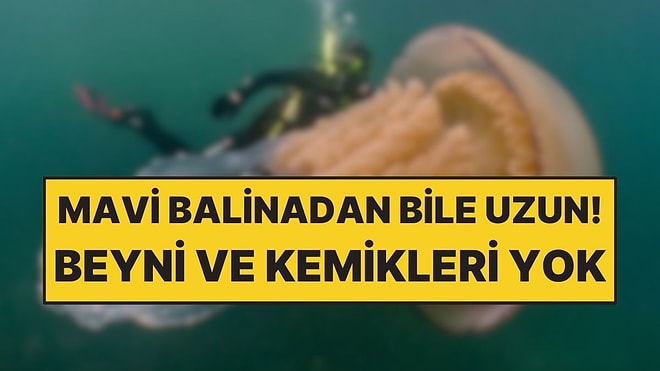 Beyni ve Kemikleri Yok Ama Dünyanın En Uzun Okyanus Canlısı