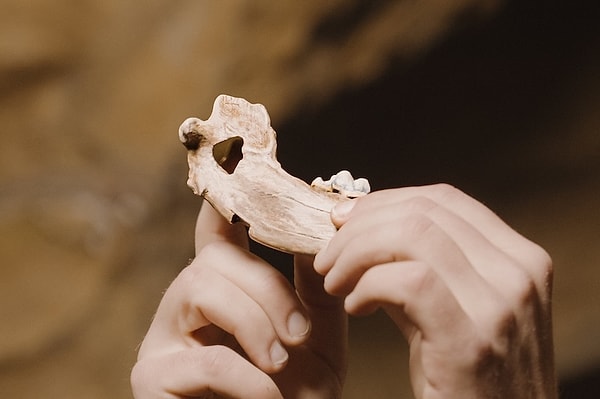 Genetik analizlerle kesin tanımlama gerçekleştirildi.