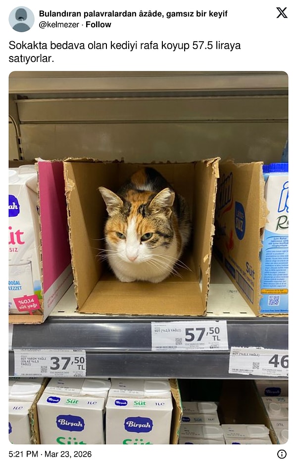 Kediye de zam geldi.