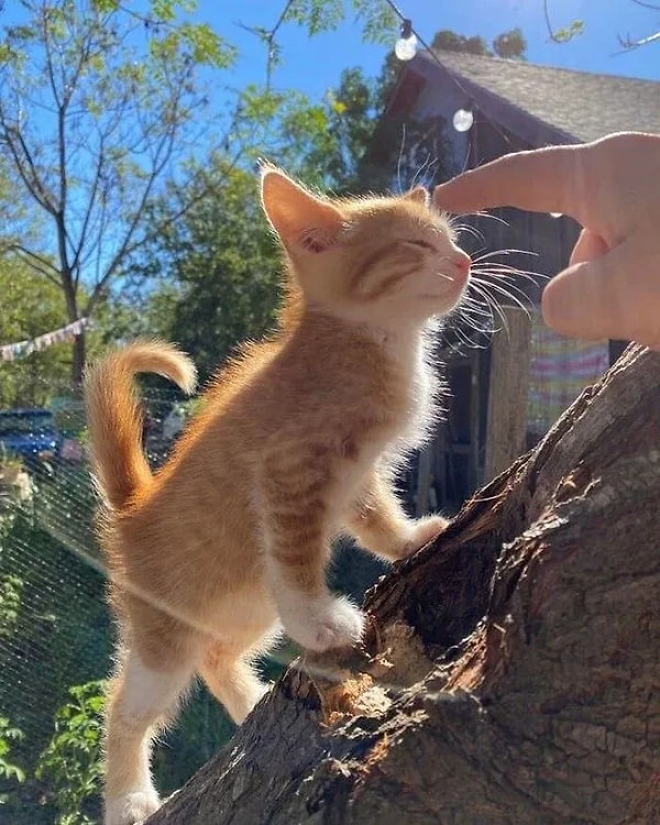 6. Bakmayın böyle tatlı görünüşüne, gerçek kedi gurmeleri sarmanların terör estirdiğini çok iyi bilir! 😂
