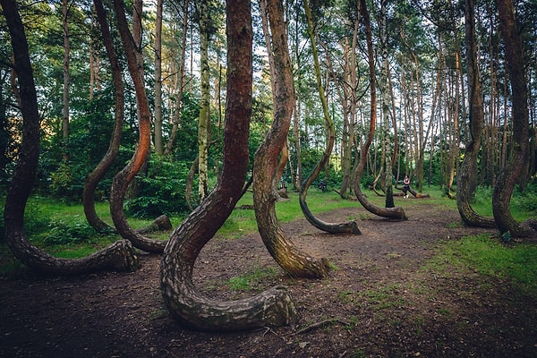 Ormanın oluşma şekline dair bir çok teori bulunuyor.