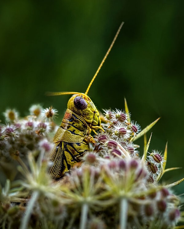12. Mansiyon - Makro ve Detay: Takılmak - Linda Repasky