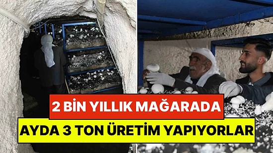 Dededen Kalma 2 Bin Yıllık Mağarada Milyonlar Kazanıyorlar: Ayda 3 Ton Üretim Bile Mantar Talebine Yetişmiyor!
